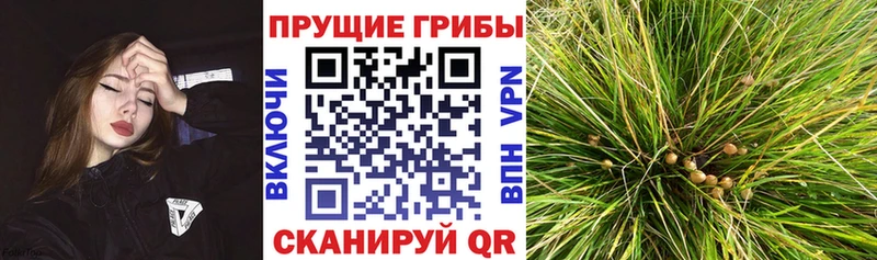 Псилоцибиновые грибы Psilocybine cubensis  блэк спрут как зайти  Красный Сулин 